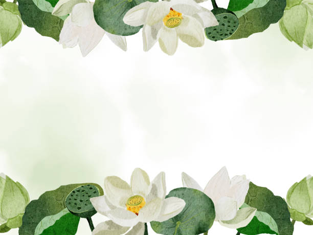 수채화 흰색 연꽃 화환 프레임 수채화 배경 - floating on water petal white background water stock illustrations