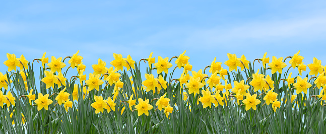 Yellow spring daffodils field with blue sky background web banner