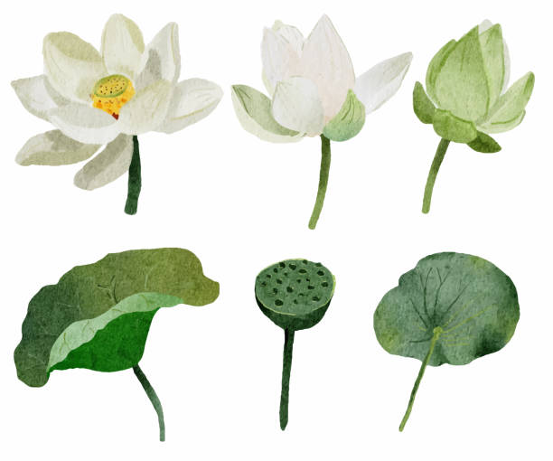 akwarela biała kolekcja lotus elements na białym tle na białym tle na białym tle - floating on water petal white background water stock illustrations