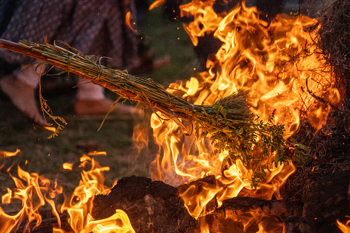 Roasing gram wheat corn beans on bon fire on the harvest festival of holi, lohri clebrated across north India