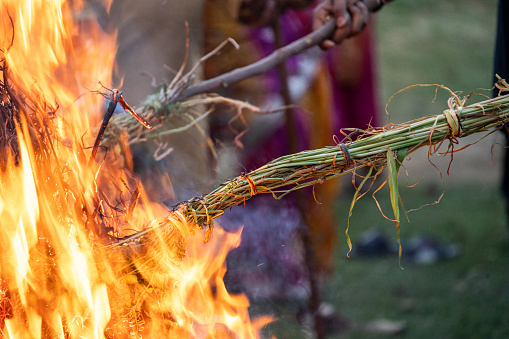 Roasing gram wheat corn beans on bon fire on the harvest festival of holi, lohri clebrated across north India