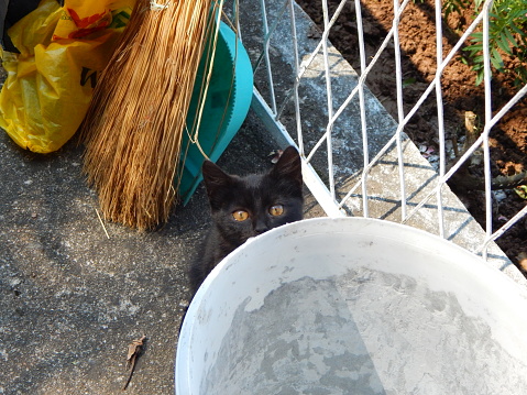 Adorable black kitten peeking out from behind the bucket. Cute kitten outdoors