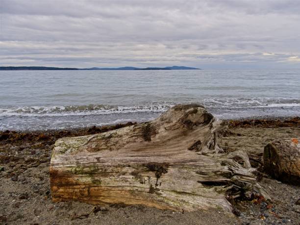 istock Island View Beach on Vancouver Island 1791502068
