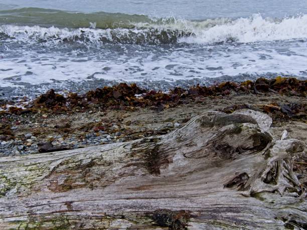 istock Island View Beach on Vancouver Island 1791502072