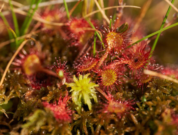 istock Round sundew macro shot 1791503212