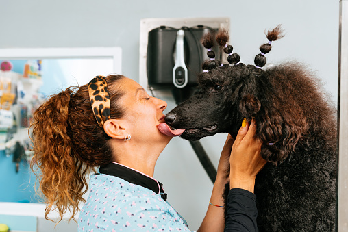 Side view of female groomer with curly red hair in blue wear being licked in the face by poodle dog