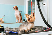 Cute Yorkshire Terrier sitting in grooming salon