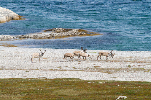 Reindeers in summer at Trollholmsund, Indre Billefjord, Finnmark, Norway