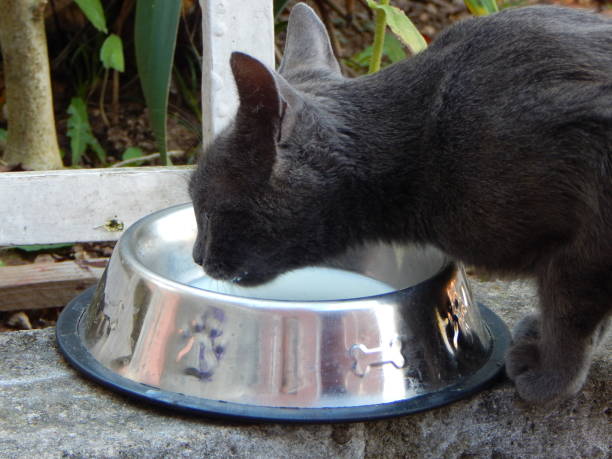 красивая серая кошка пьет молоко из миски - domestic cat gray kitten paw стоковые фото и изображения