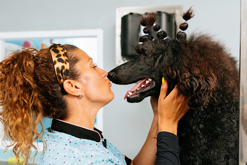 Side view of female with curly red hair in blue wear kissing poodle dog in nose