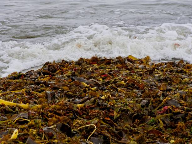 istock Island View Beach on Vancouver Island 1791508901