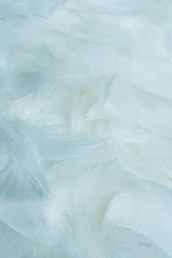 White  soft feathers background. Top view.