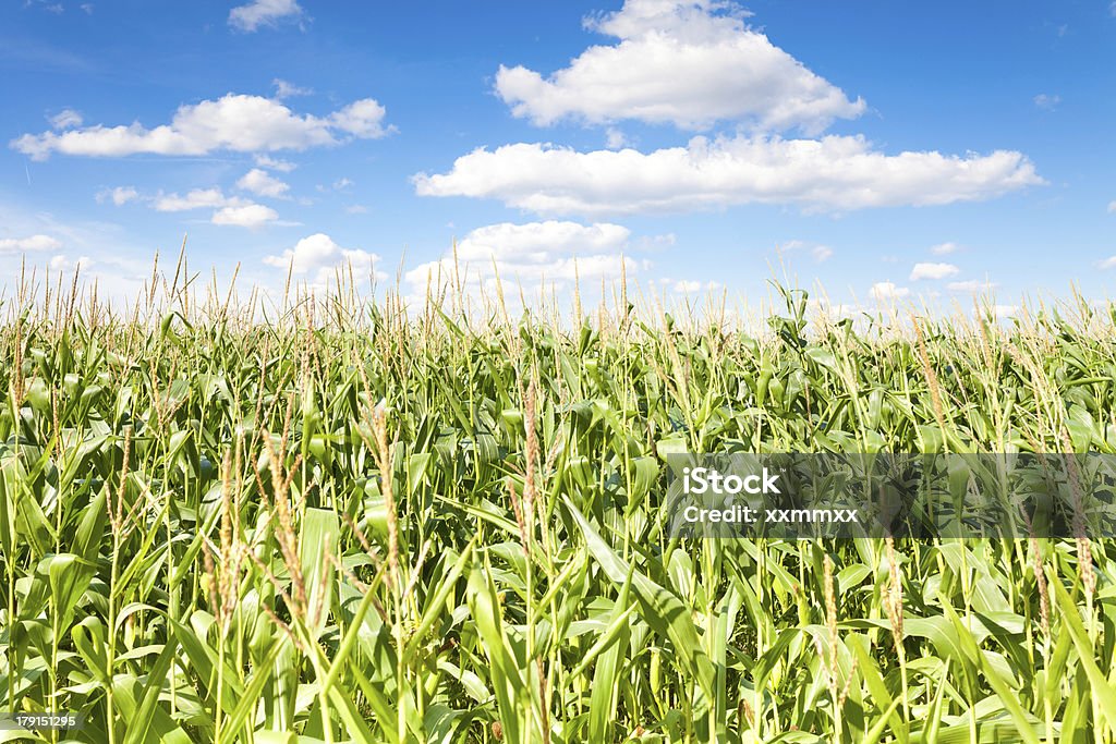 Champ de maïs - Photo de Agriculture libre de droits
