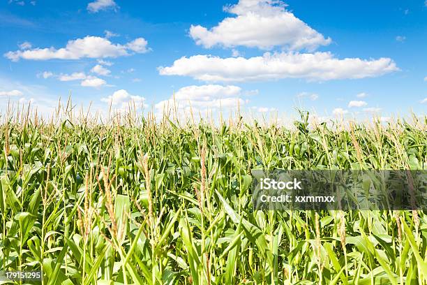 Foto de Campo De Milho e mais fotos de stock de Agricultura - Agricultura, Ajardinado, Azul