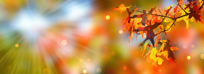 Close-up of colorful foliage of autumn season.