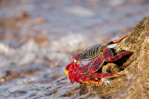 istock Crab on a rocky cliff. 1791519644