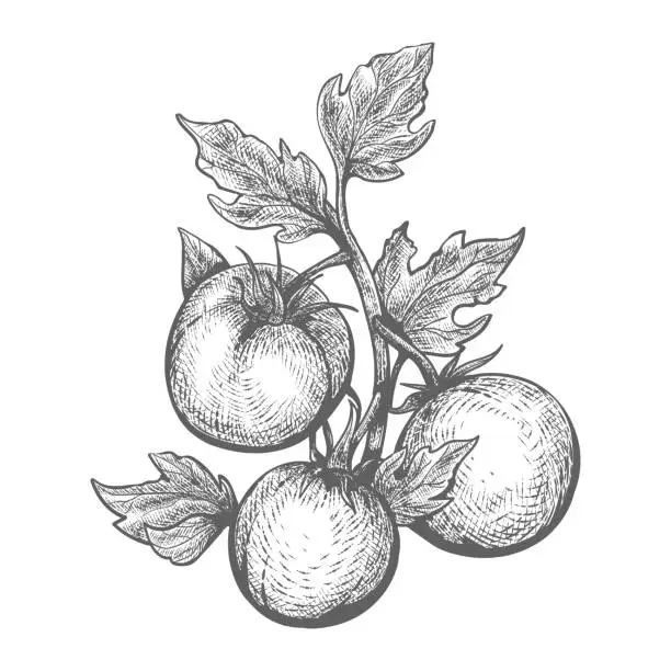 Vector illustration of Tomato plant hand drawn engraving