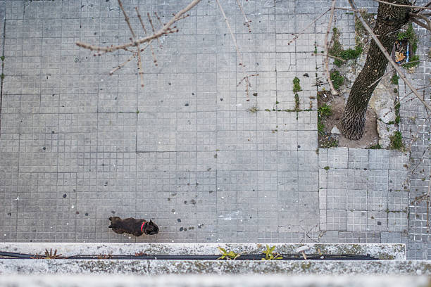 istock Small Dog Walking alone on street 179152227
