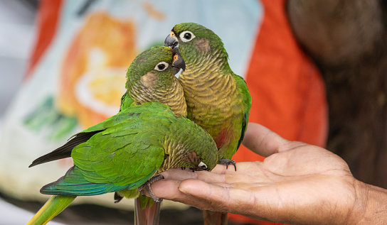 Maroon-bellied parakeet free in the wild.