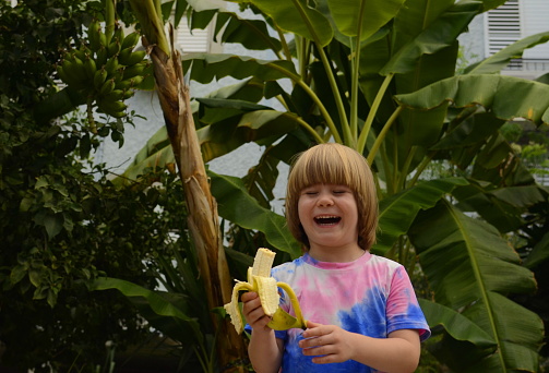 A preschooler eats a banana against the background of a banana tree. A child near a banana bush, green bananas on a branch, a yellow banana in his hand