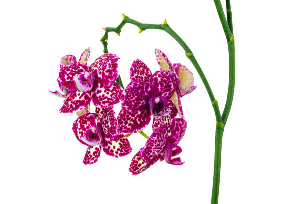 Orchidea maculata - foto de stock