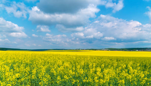 Ucrania  - foto de stock