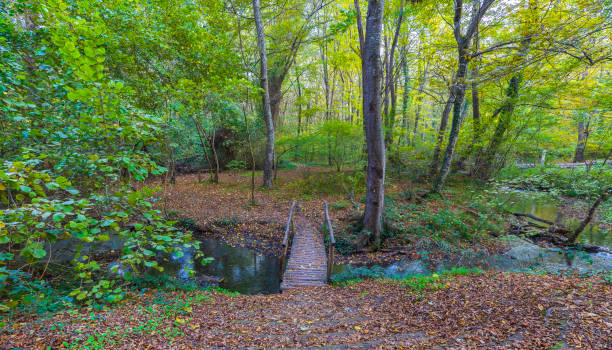 istock Wooden bridge over a river in the forest 1791543232