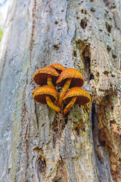 istock Pholiota Adiposa on a tree in the forest. Mushrooms on the tree 1791545594