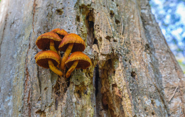 istock Pholiota Adiposa on a tree in the forest. Mushrooms on the tree 1791546141