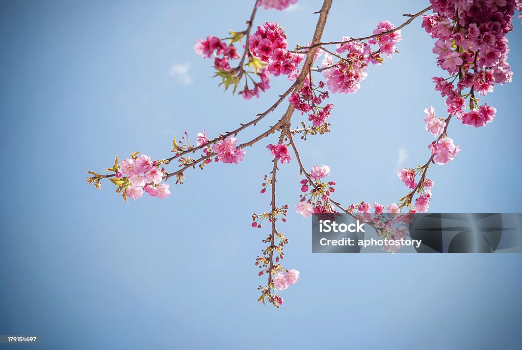 Cherry blossoms - Foto de stock de Abelha royalty-free