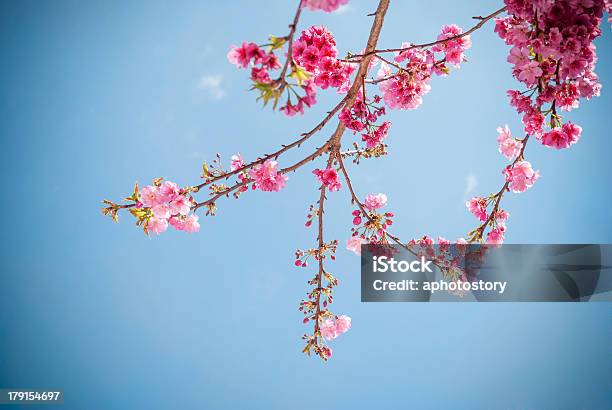 Cherry Blossoms — стоковые фотографии и другие картинки Азиатская культура - Азиатская культура, Без людей, Весна