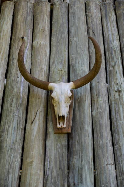 istock decorative bone cow skull ox carcass skeleton 1791547768