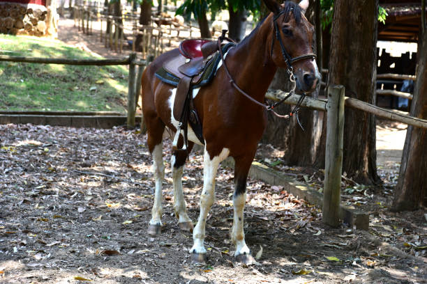 animal de ferme de cheval domestique équine belle et forte - equestrian event photos et images de collection