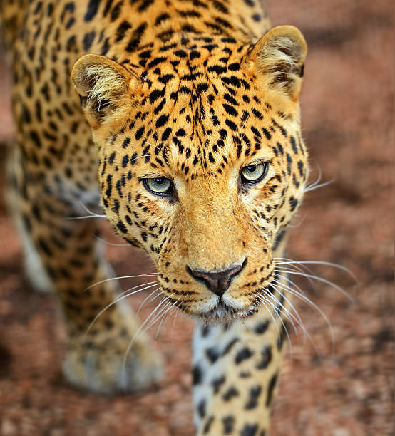 istock Portrait of a leopard 179155384