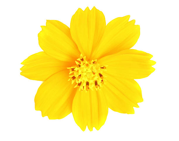 Yellow Cosmos flower stock photo