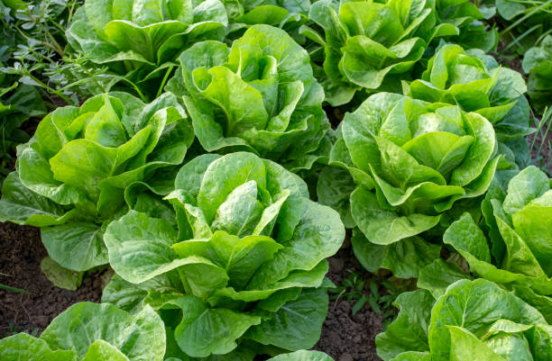 istock Fresh lettuce field, Antalya / Turkey 1791561151