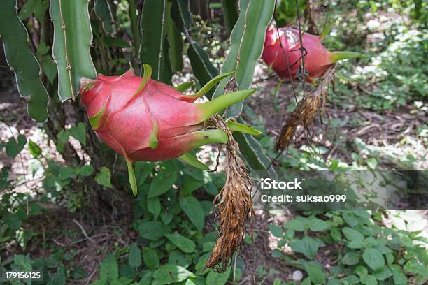 Dragão De Fruta - Fotografias de stock e mais imagens de Agricultura - Agricultura, Alimentação Saudável, Ao Ar Livre