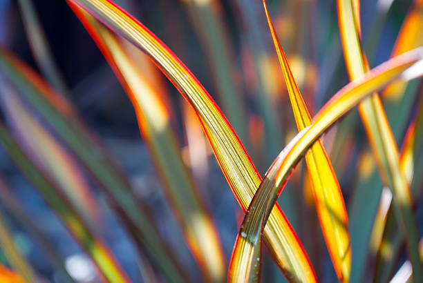 istock Sunlit 'Maori Queen' Flax (Harakeke) 179156133