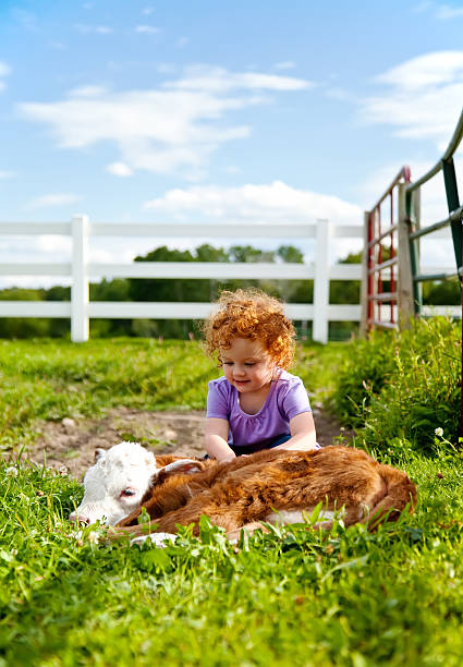istock Little Girl & Newborn Calf 179156207