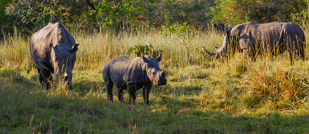 White Rhinoceros Family Grazing