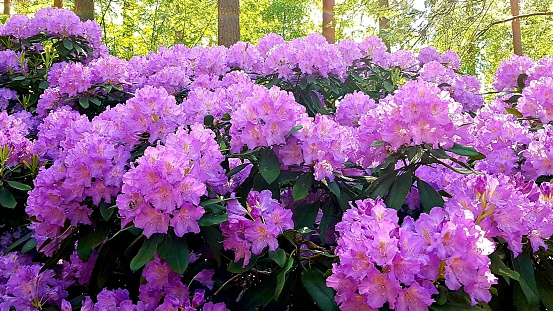 Rhododendron bushes bloomed with beautiful flowers with the onset of spring.