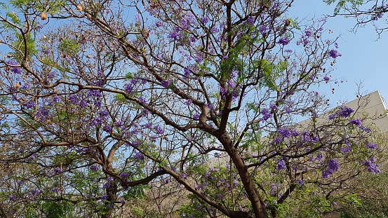 Tall tree with clusters of lilac flowers on the streets of the city.