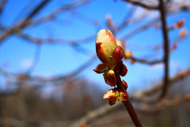 istock Large and beautiful buds on the chestnut tree appear in early spring 1791567323