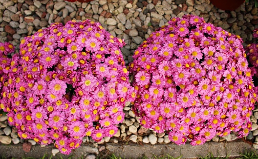 Beautiful light purple Chrysanthemum flowers grow in abundance in the garden area.
