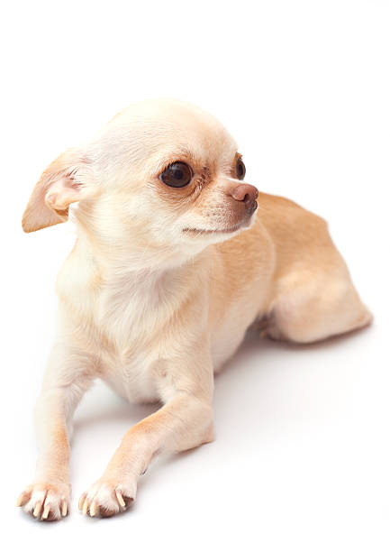 istock Chihuahua on white background 179157129