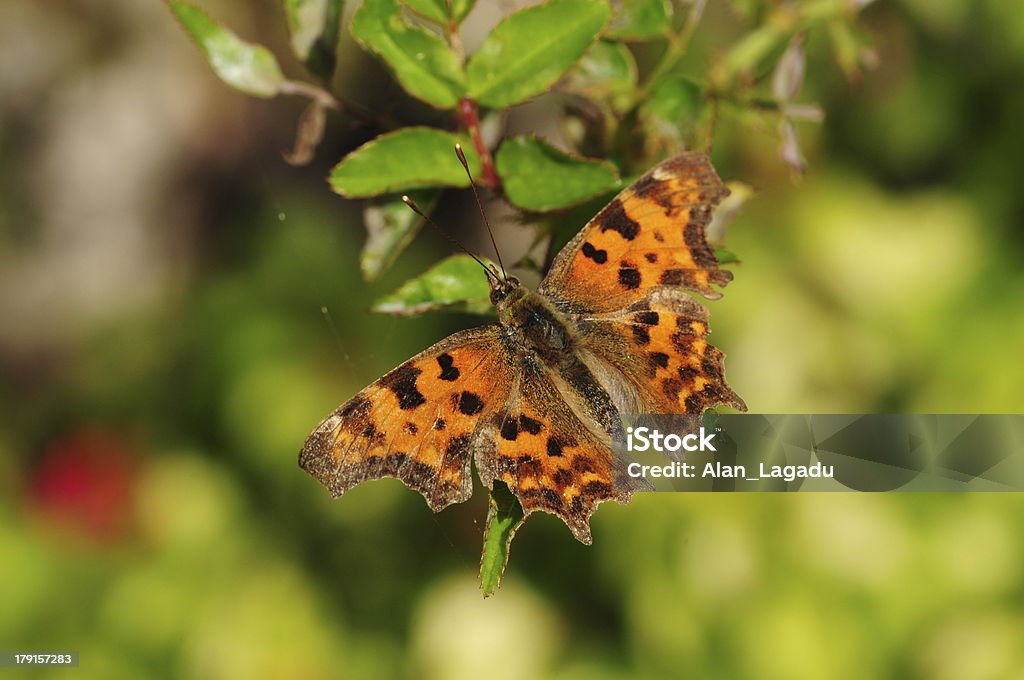 Comma Butterfly, U.K. Macro image of an insect. Comma Butterfly Stock Photo