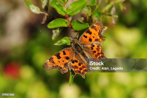 Polygonia Comma U K - Fotografias de stock e mais imagens de Polygonia comma - Polygonia comma, Reino Unido, Animal selvagem