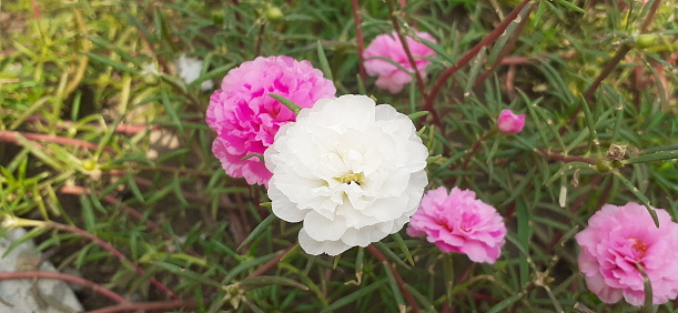 Portulaca Grandiflora or Moss Rose is a Portulacaceae family flowering plant. It;s also known Rose Moss,Eleven o'clock,Mexican Rose,Sun Rose and Rock Rose.Native place of this plant is Argentina.