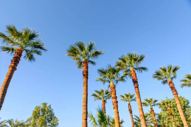 istock Palm trees in front of blue sky with space for text 1791581306