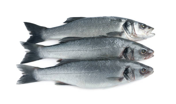 istock Fresh sea bass fish on white background, top view 1791588514